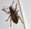 Polydrusus marginatus